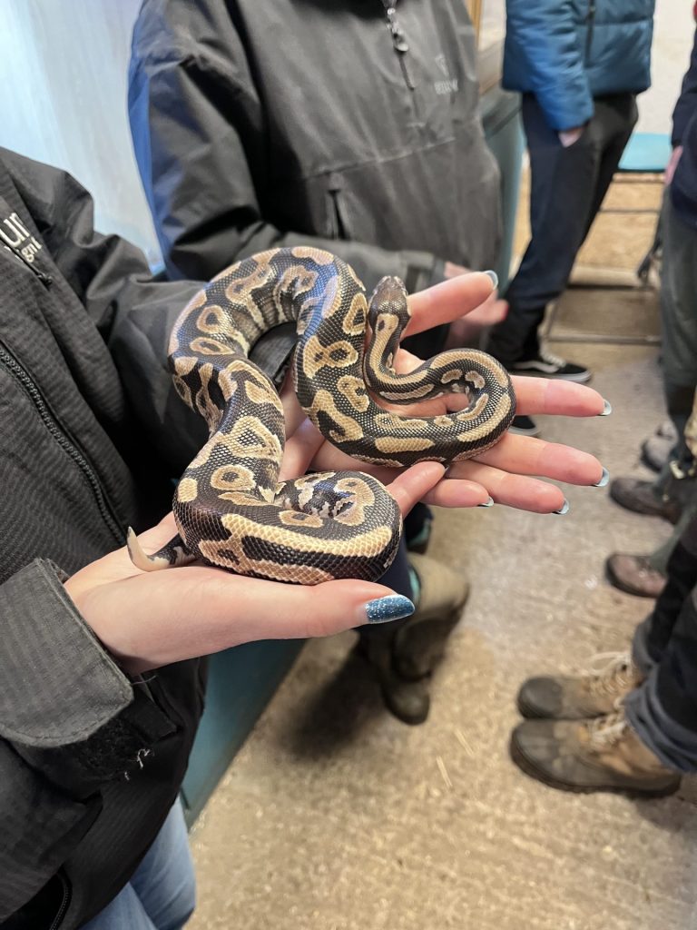 holding a python